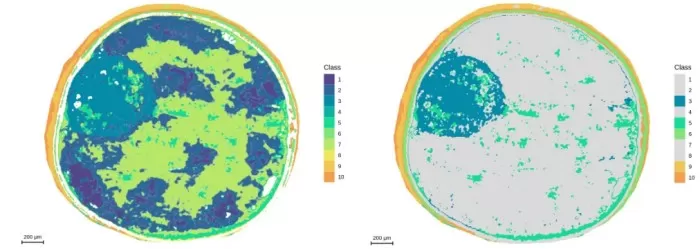 Segmentation analysis at 5μm resolution and demonstration of embryonic axis regions